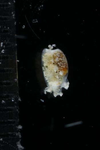 Media type: image;   Malacology 393732 Description: live specimen;